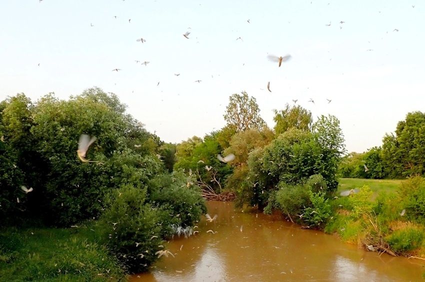A Rábán már beindult a tiszavirágok rajzása