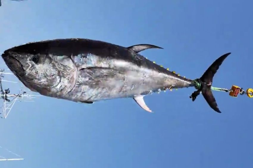 314 kilós tonhalat fogott magyar horgász Spanyolországban – videóval