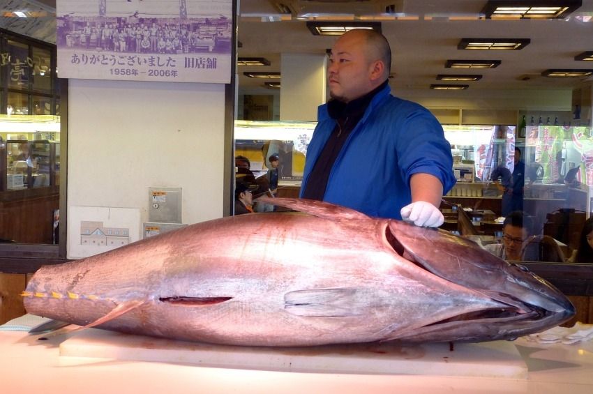 Rekordáron kelt el egy tonhal az év első árverésén Japánban – videóval 