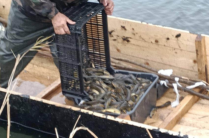 Megvásárolhatók az Északi-övcsatornából kihalászott törpeharcsák