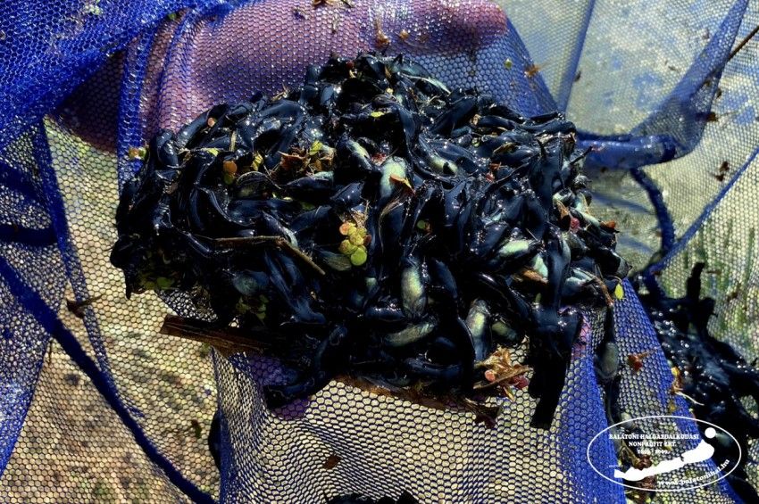 34 darab törpeharcsa-ivadékfelhőt halásztak ki a balatoni halőrök egy nap alatt – fotókkal