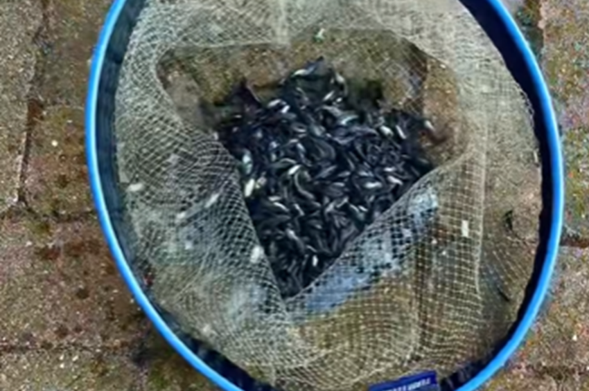 Már 35 ezer törpét szákoltak ki a Balatonból idén – videóval