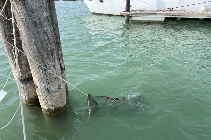 Ötéves eltiltással fenyegetik a törpefogó varsákat fosztogató horgászokat a Balatonnál