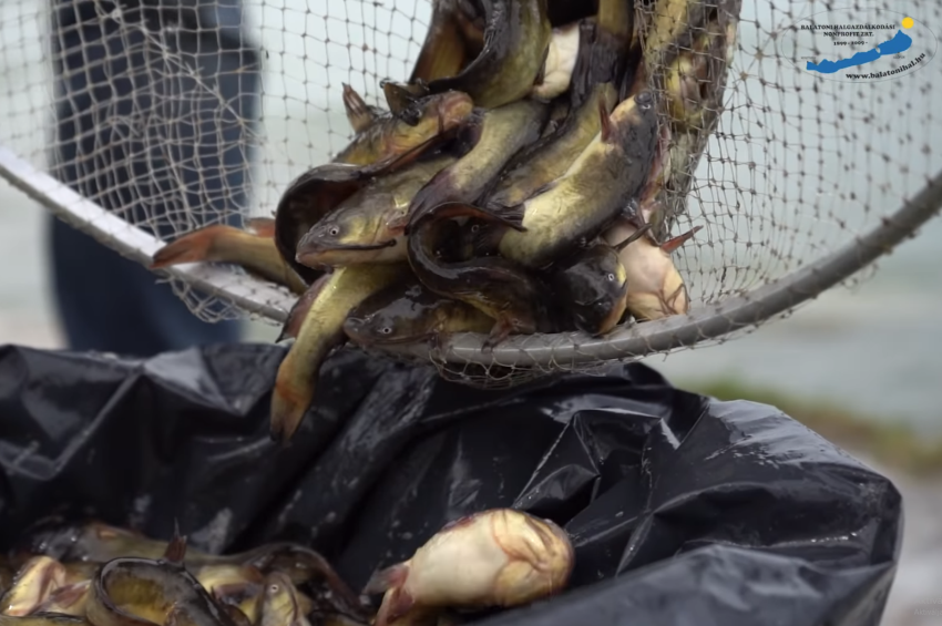Idén is a horgászok segítségét kérik a balatoni törpék gyérítésében – videóval