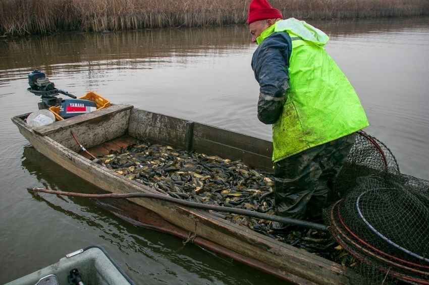Nyolc tonna fölé jutottak a Tisza-tavi halászok 