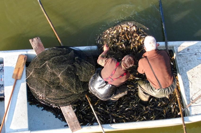 Remek kezdéssel két tonna törpét fogtak a Körös-menti halászok