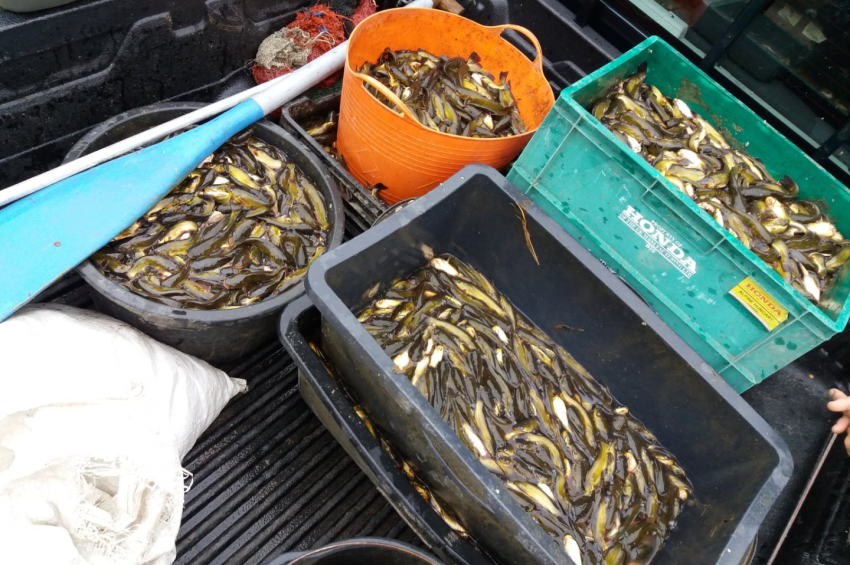 Rekord mennyiségű törpeharcsát halászott le a szentesi egyesület