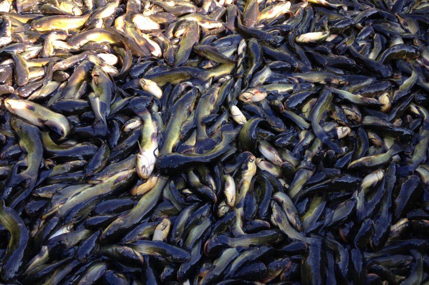 Nyolcnapos horgászati tilalmat rendeltek el a törpeharcsák miatt Székesfehérváron