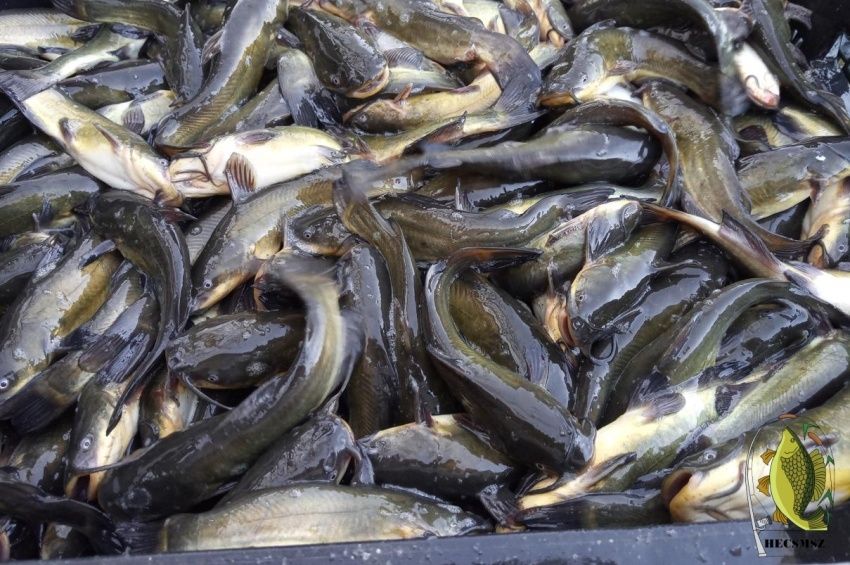 Bárki megtekintheti a csongrádi holtágakon zajló törpeharcsa-halászatot  
