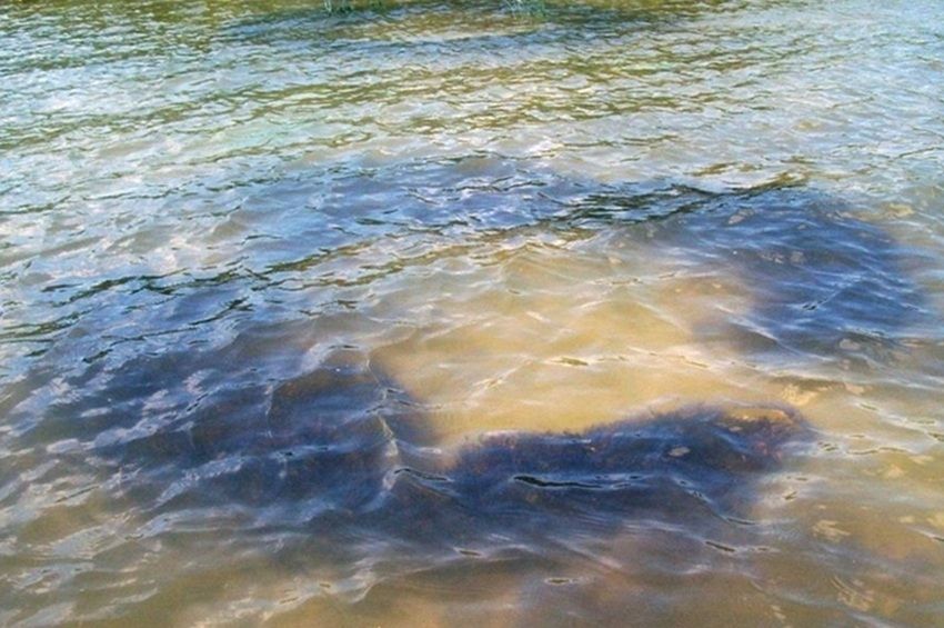 Az idegenhonos fajok jelentik az egyik legsúlyosabb veszélyt a Balatonra – fotókkal 