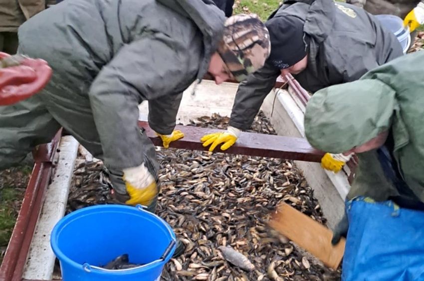 Törpeharcsa-gyérítés kezdődött Dombóváron, több mint fél tonnával nyitottak – fotókkal 