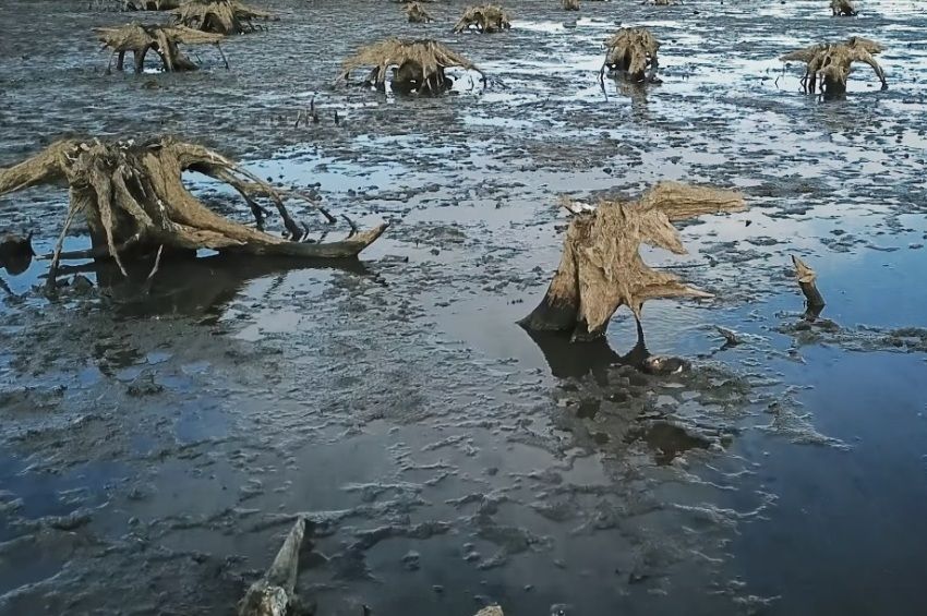 Videó: misztikus hangulatot kölcsönöznek a Tisza-tónak az előbukkant fatuskók  