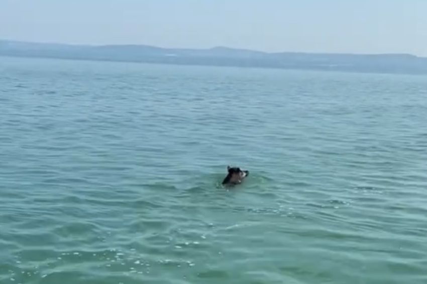 Videó: lubickoló vaddisznóval találkozott a balatoni horgász