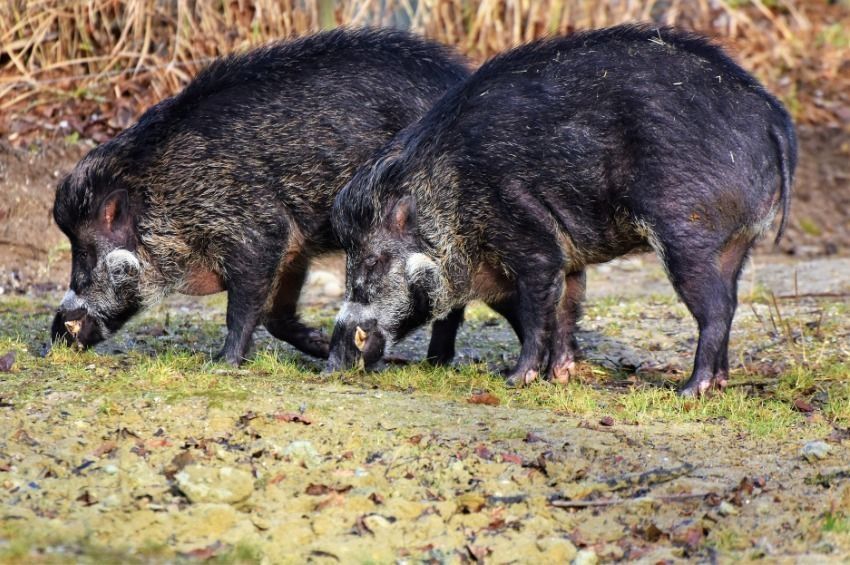 A Balaton partján is lőhetik a vaddisznókat a vadászok – videóval