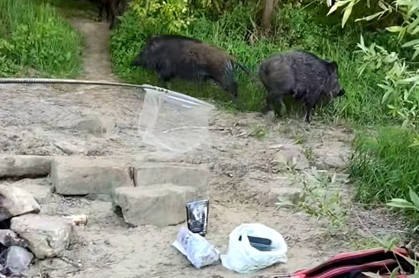 Videó: horgászszákkal kergette el az éhes vaddisznókat
