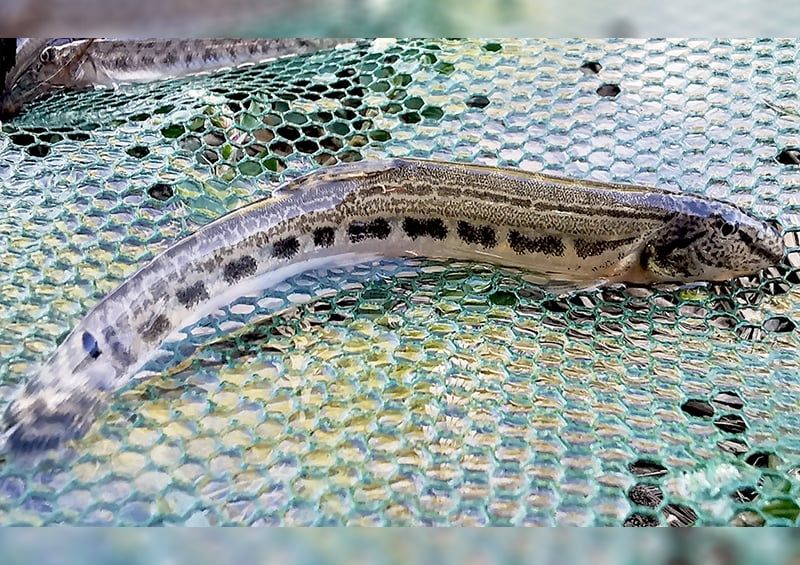 Emelőhálóval fogtak irdatlan mennyiségű védett halat a Zagyvából 