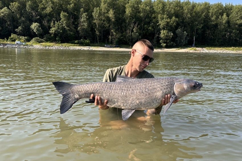 Brutális kapással érkezett az óriási fekete amur a Dunából