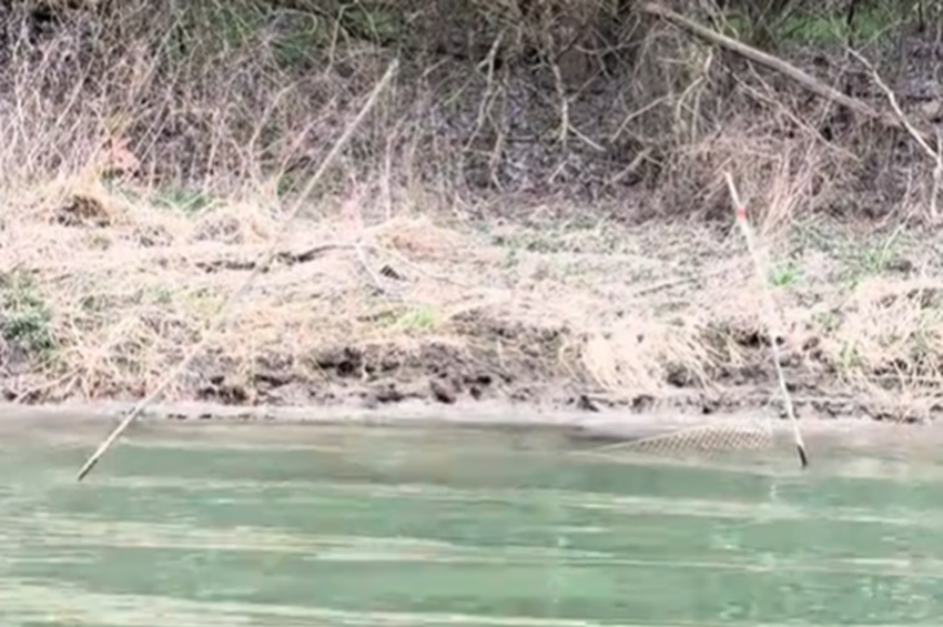 17 varsát számolt össze a Felső-Tiszán Döme Gábor – videóval 