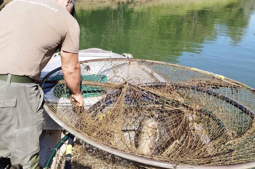 Megint óriási varsát találtak a halőrök Tiszaburánál – fotókkal, videóval