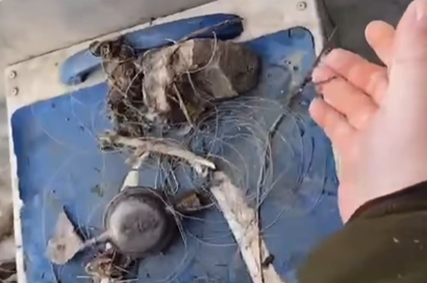 Több véghorgot találtak a halőrök Tiszabura térségében – videóval 