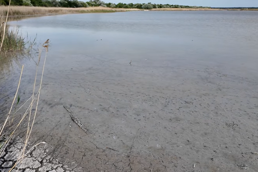 Az ezüstkárász uralja a Velencei-tavat, az őshonos halfajok szinte eltűntek – videóval 