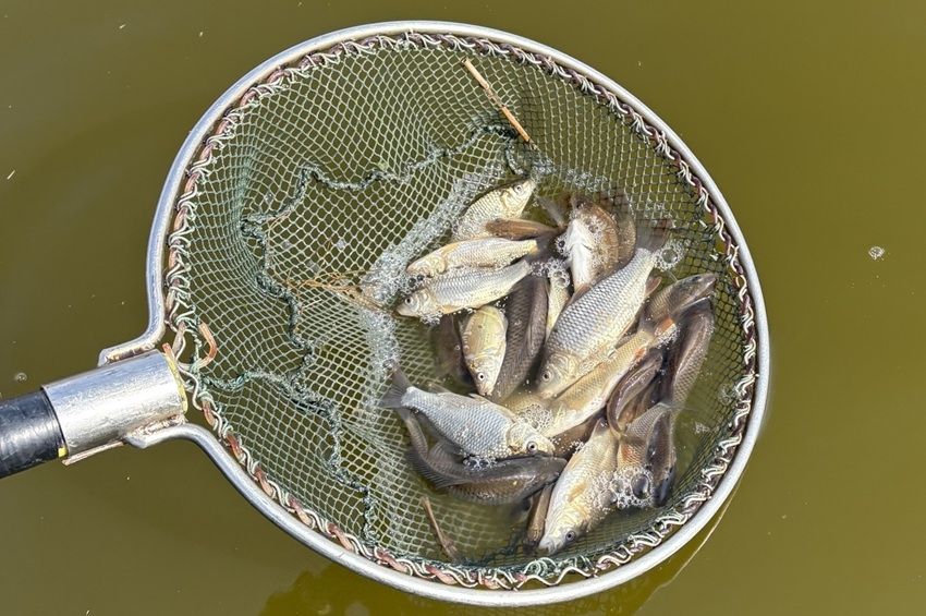 Rekordalacsony vízszint mellett 7500 kiló ponty érkezik a Velencei-tóba — fotókkal