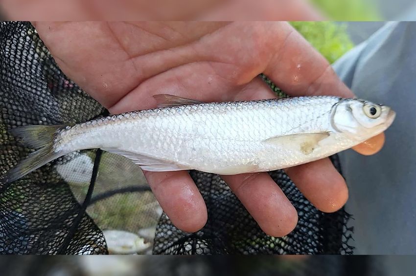 Fejtörést okozott egy óriási apróság a Tisza-tónál 