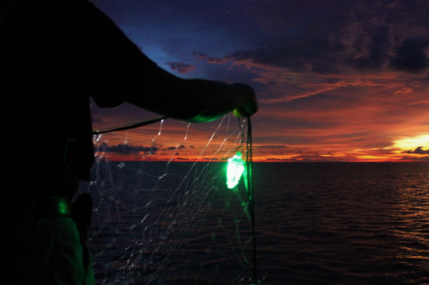 A világító halászhálók csökkentik a járulékos fogást