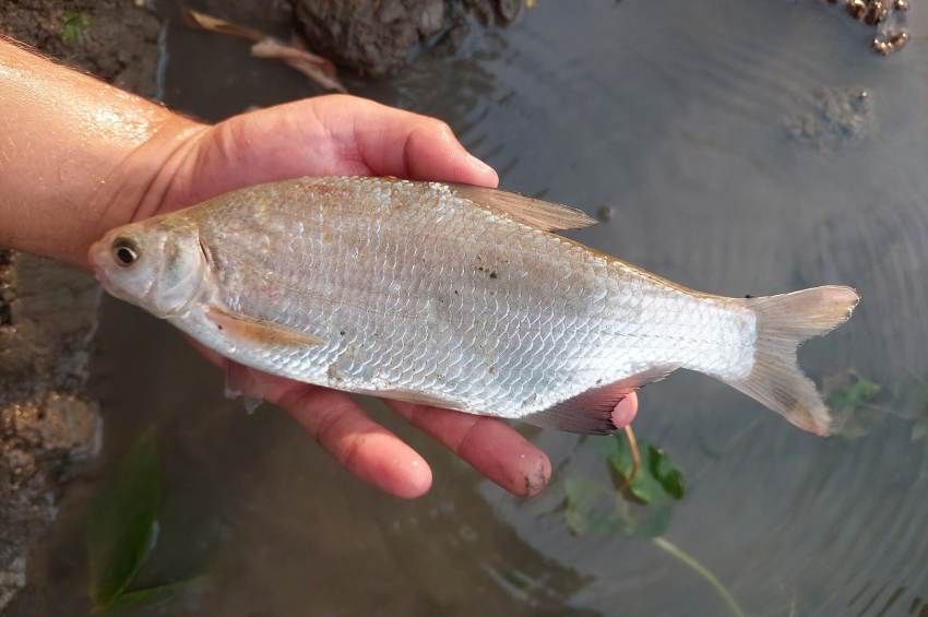 Zavarba hozta a horgászt a Sebes-Körösből fogott hibridhal – fotókkal 