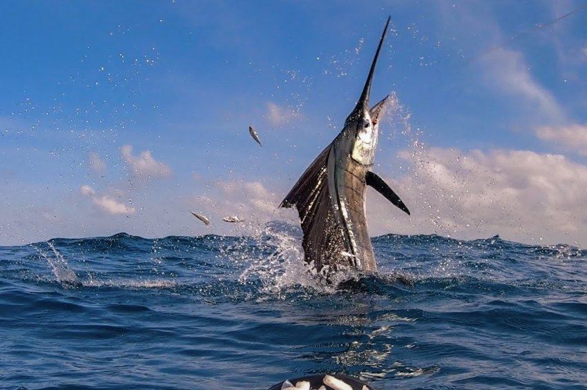 Fotózás előtt szúrt le egy horgászt 45 kilós vitorláskardoshal 