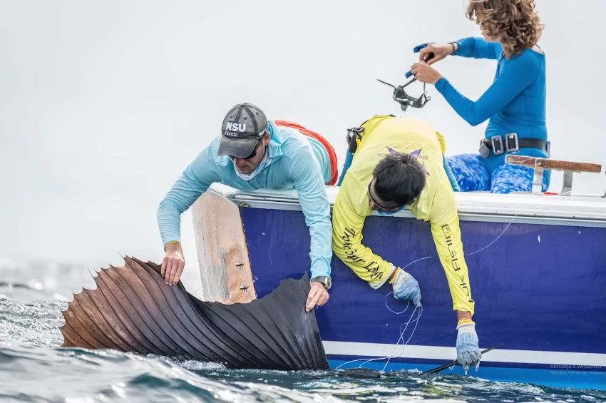 Először figyelték meg adatrögzítővel a világ leggyorsabb halát – videóval