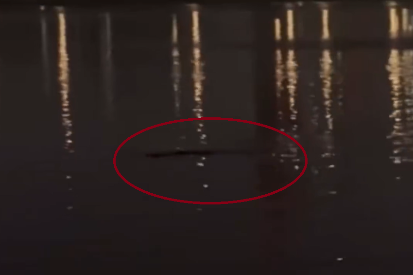 Ismeretlen „vízi lényt” videózott le egy dél-koreai horgász
