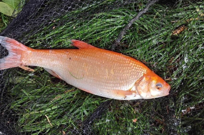 Rövid időn belül kifogták a Pécsi-tó két legkülönlegesebb halát – fotókkal