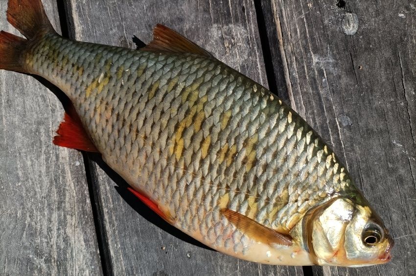 1,4 kilós vörösszárnyút fogtak Tasson, kenterbe veri az országos rekordot 