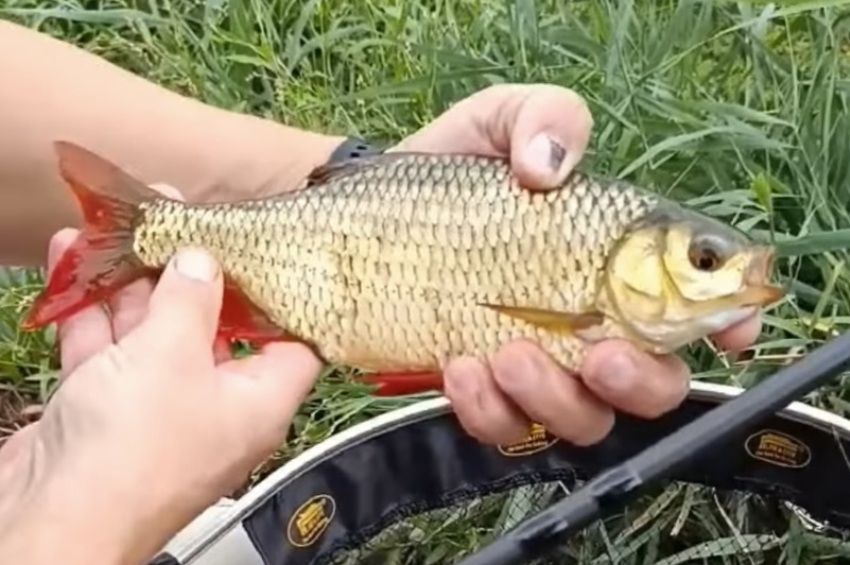 Videó: centrepin orsóval fogtak óriási vörösszárnyút a Nagykunsági-főcsatornából