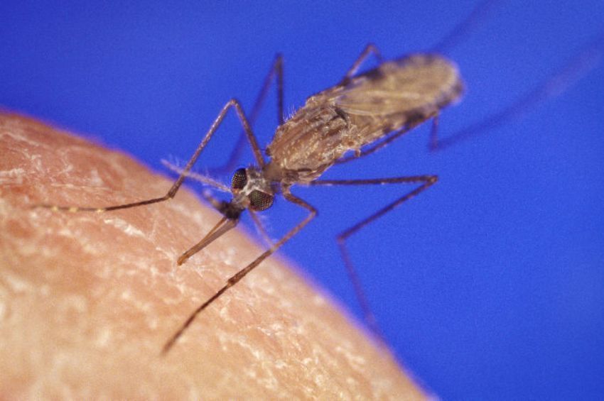 Csaknem tízezer hektáron gyérítik a szúnyogokat a héten