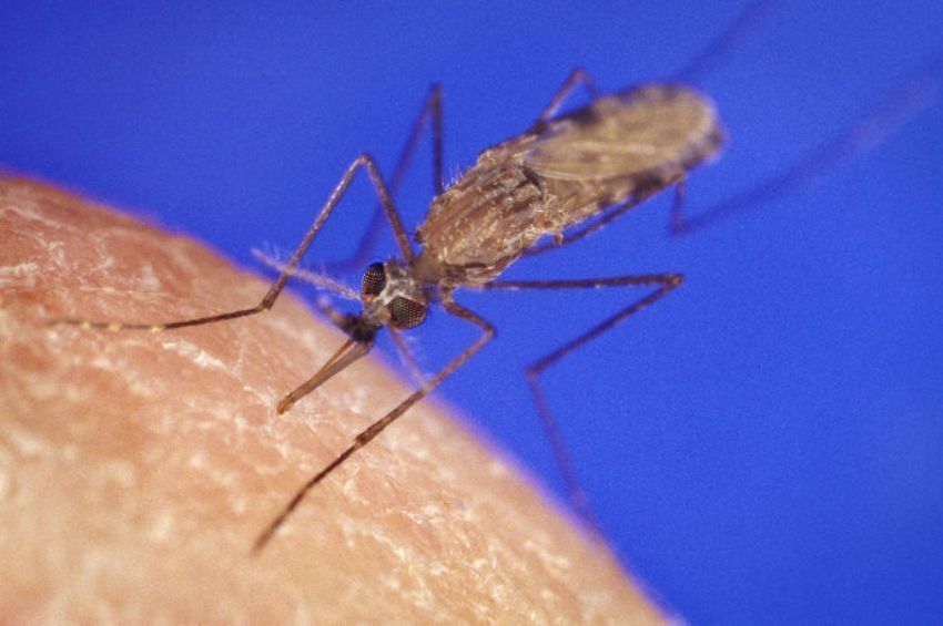 18 településen és 7 budapesti kerületben gyérítik a szúnyogokat a héten