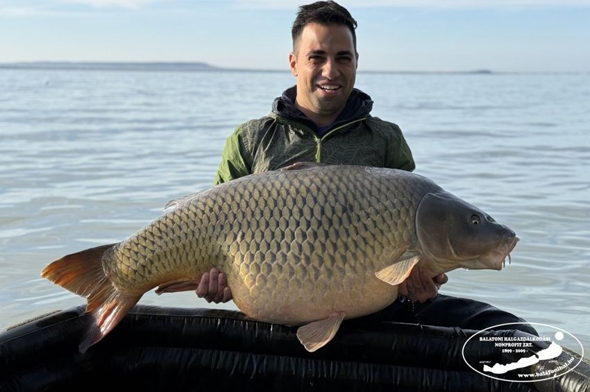 30 kilogramm feletti pontyot jelentettek a Balatonnál