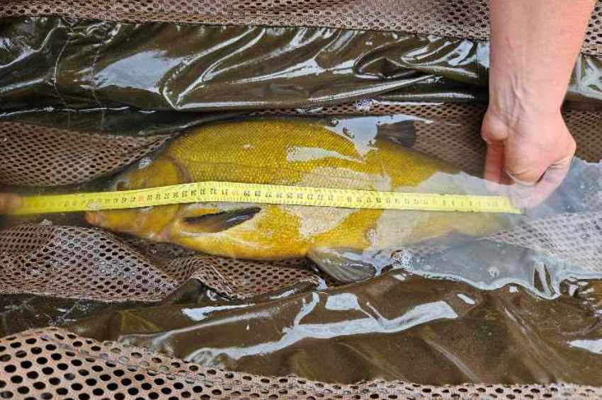 Beugrott a szomszédba az ország legnagyobb compója – fotókkal